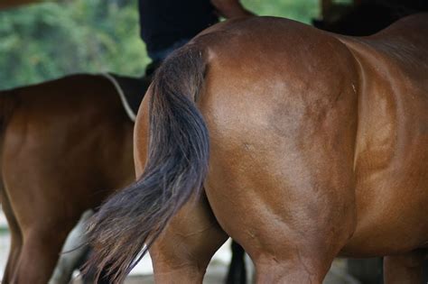 horse butt pics|Horse Butt Photos, Download The BEST Free Horse Butt Stock .